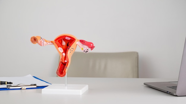 Photo model of female reproductive system and stethoscope lies on a blue background