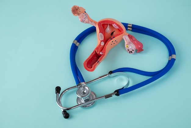 Model of female reproductive system and stethoscope lies on a blue background