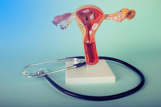 Photo model of female reproductive system and stethoscope lies on a blue background