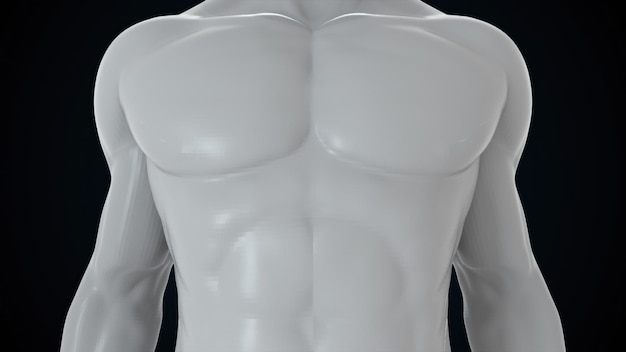 Model of the human body from head to toe computer generated 3d rendering transparent male figure The digital background