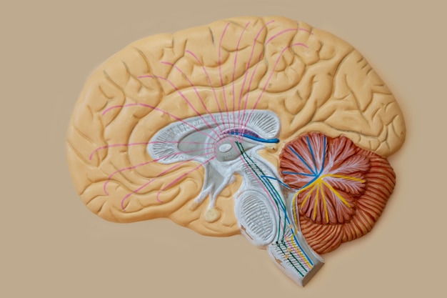 Photo model of the human brain for teaching in the medical class the structure of the brain