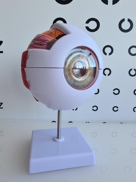 Photo model of human eye and optometric table closeup