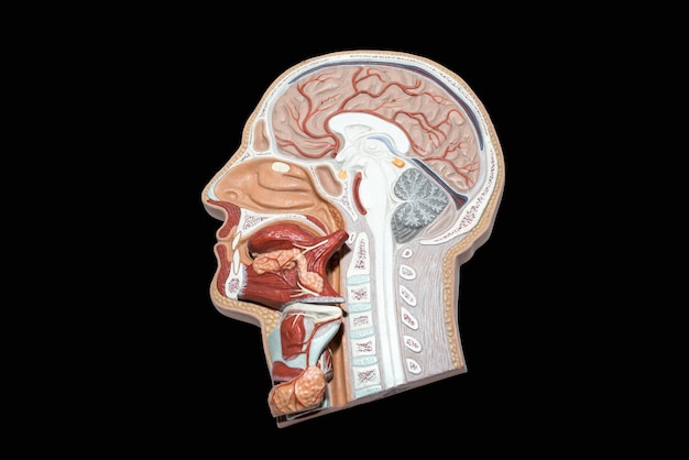 Photo model of human head and neck for study isolated