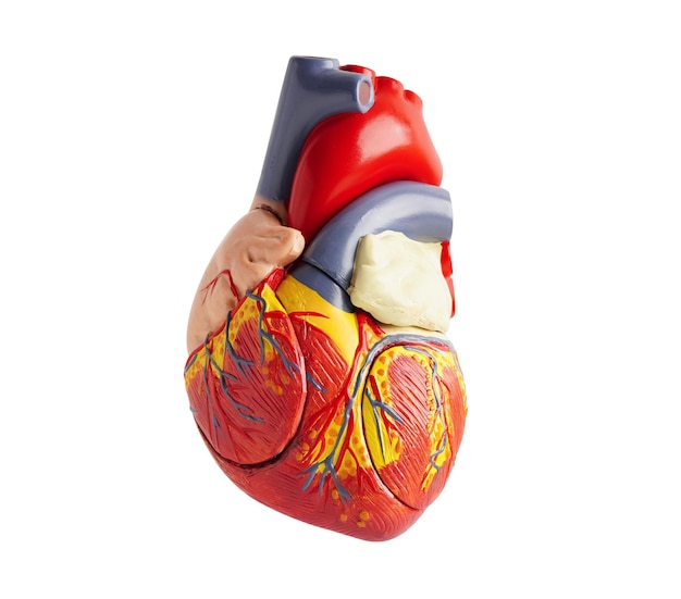 Model of the human heart isolated on white background with clipping path Cardiovascular disease CVD