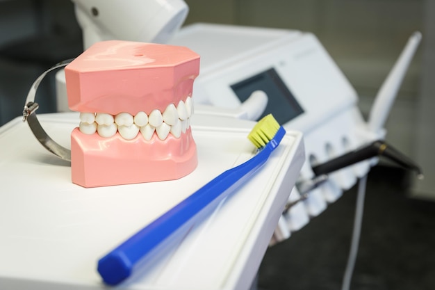 Model of a human jaw and toothbrush in a dental office.   Healthcare and dentistry concept