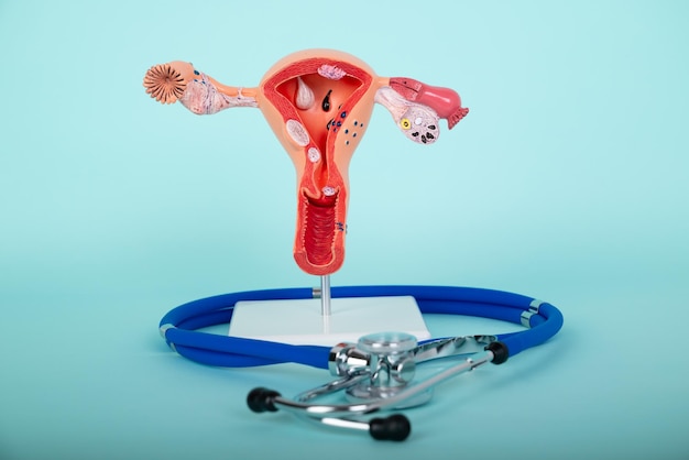 Фото Модель женской репродуктивной системы и стетоскоп лежат на синем фоне