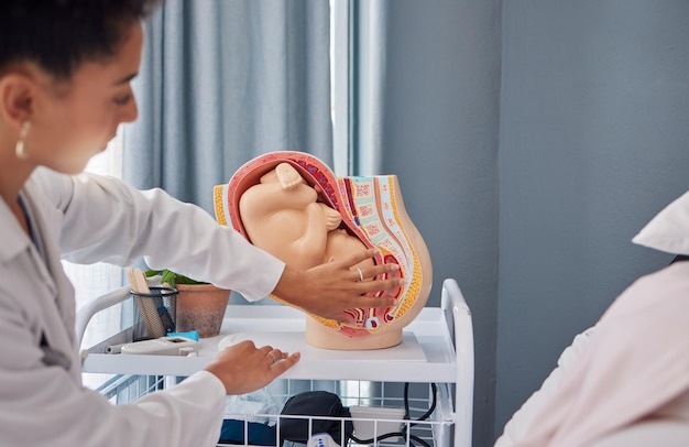 Model of pregnant woman womb or baby in stomach by doctor teaching or explaining at the hospital Fetus healthcare and birth demonstration by professional with a mock plastic fetal anatomy