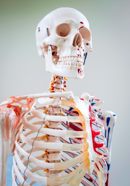 Model van de menselijke anatomie. Medisch kantoor.