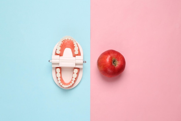 Model van menselijke kaak met appel op roze blauwe pastel achtergrond Tandheelkundige zorg Creatief plat leggen Bovenaanzicht