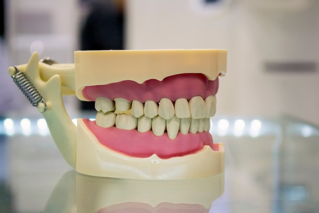 Model van menselijke tanden van de menselijke kaak close-up