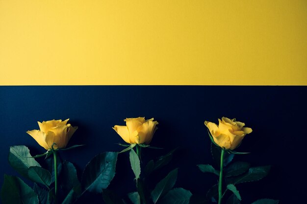 Modelsjabloon voor kleurblokkering met een gele roos