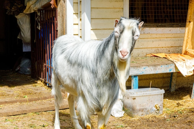 Современное животноводство. Милая забавная коза, расслабляющаяся во дворе на ферме в летний день. Домашние козы, пасущиеся на пастбище на фоне ранчо. Коза в естественной эко-ферме. Экологическое земледелие.
