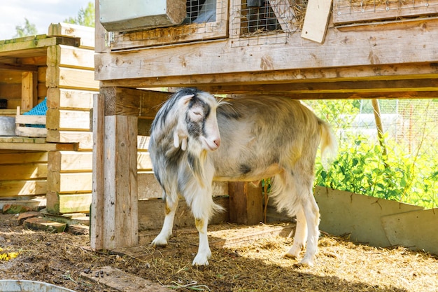 Modern animal livestock cute funny goat relaxing in yard on farm in summer day domestic goat grazing...