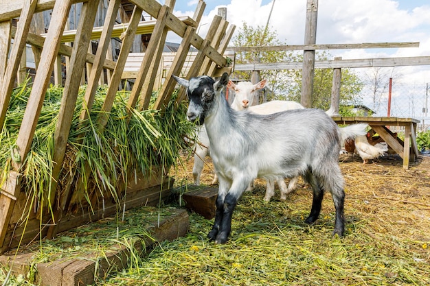現代の動物の家畜かわいいヤギは、夏の日の農場の庭でリラックスします。