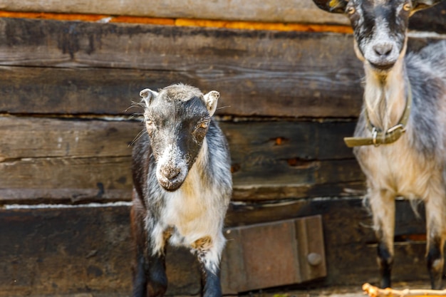 現代の動物の家畜かわいいヤギは夏の日に農場の庭でリラックスします家畜のヤギはpで放牧します...