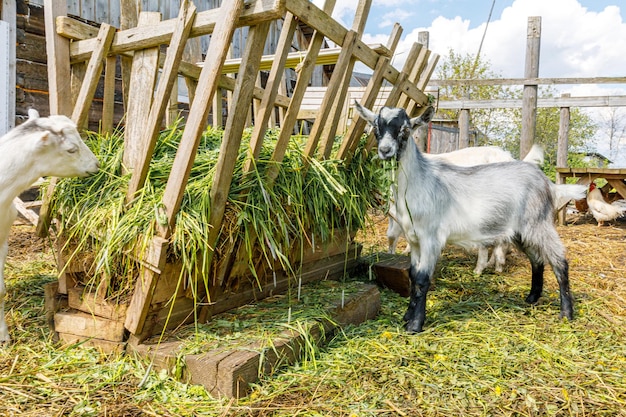 Modern animal livestock cute goat relaxing in yard on farm in summer day domestic goats grazing in p...