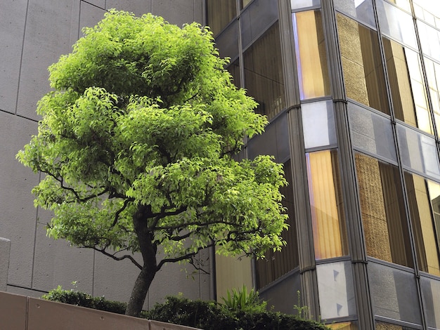 Modern city terrace with fresh green tree among glass widows and concrete walls