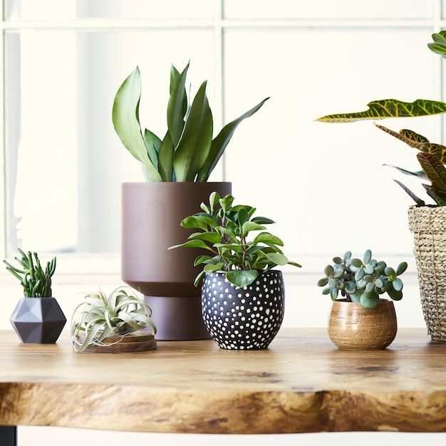 Modern composition of home garden filled a lot of beautiful\
plants, cacti, succulents, air plant in different design pots.\
stylish botany interior. . home gardening concept. template.