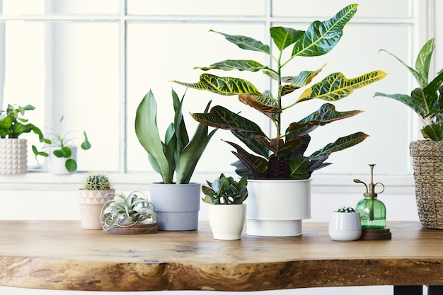 La composizione moderna del giardino di casa ha riempito molte belle piante, cactus, piante grasse, piante aeree in diversi vasi di design. interni eleganti in botanica. . concetto di giardinaggio..