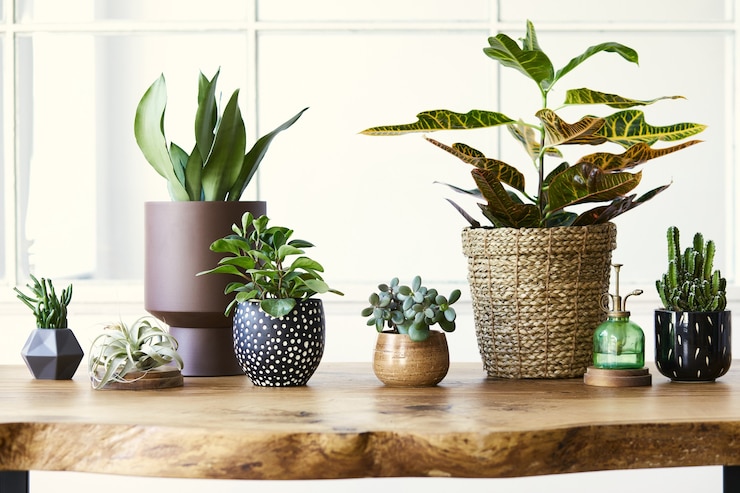 Photo modern composition of home garden filled a lot of beautiful plants, cacti, succulents, air plant in different design pots.