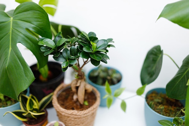 La composizione moderna del giardino di casa ha riempito un sacco di belle piante in vasi di design diversi interni di botanica alla moda concetto di giardinaggio domestico