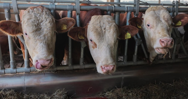 Modern farm barn with milking cows eating hay dairy cows on\
dairy farm agriculture industry farming industrial modern breeding\
cattle