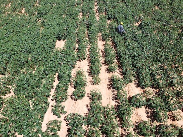 Modern farmers are inspecting agricultural fields in bright sunlight during the day.