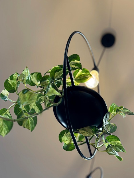 Premium Photo | Modern hanging planter