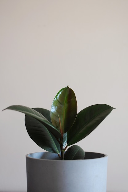 Modern houseplant  young Ficus elastica Burgundy or rubber tree a potted plant  Home decor concept