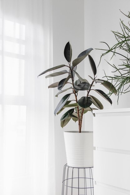 Modern houseplants