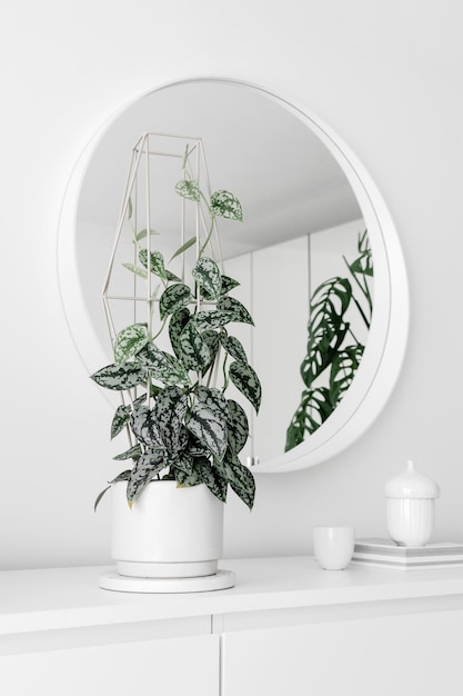 Modern houseplants