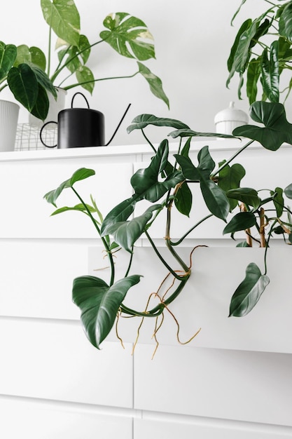 Modern houseplants