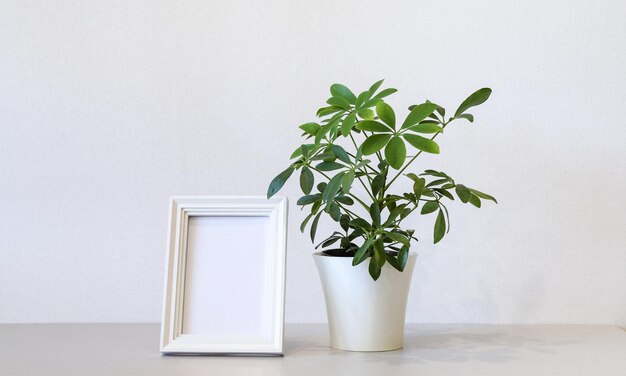 Modern Interior with Large Stylish Mirror with Tropical Plants