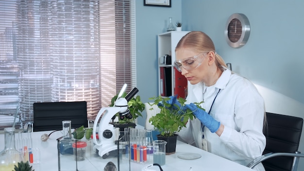 In modern lab research scientist examining the plant in pot with surgical pincers