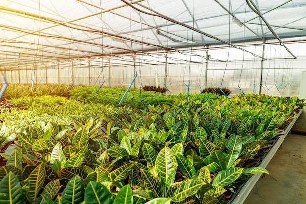 Modern large greenhouse