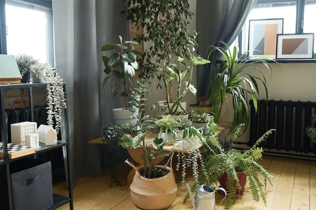 Modern livin room with houseplants