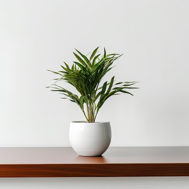 Modern minimal desk plant with a white background