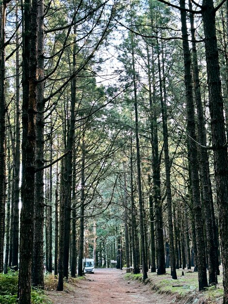 Modern motorhome camper van rv vehicle parking in the outdoors nature park with high scenic trees in background Concept of travel and alternative vanlife house vacation Freedom life and holiday