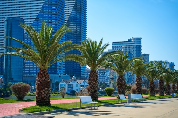 The modern resort town of Georgia Batumi. A neat line of palm trees on the embankment.