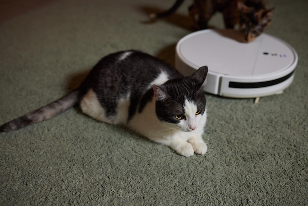 Modern robotic vacuum cleaner and cute cat on floor indoors