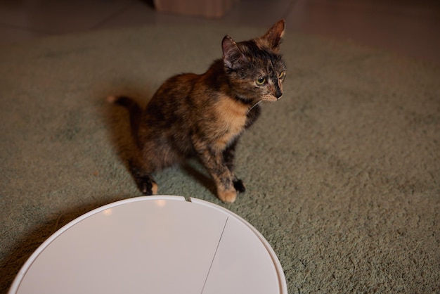 Modern robotic vacuum cleaner and cute cat on floor indoors