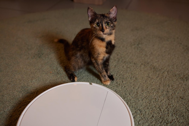 Modern robotic vacuum cleaner and cute cat on floor indoors