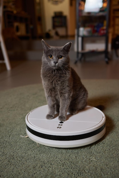 실내 바닥에 있는 현대적인 로봇 청소기와 귀여운 고양이