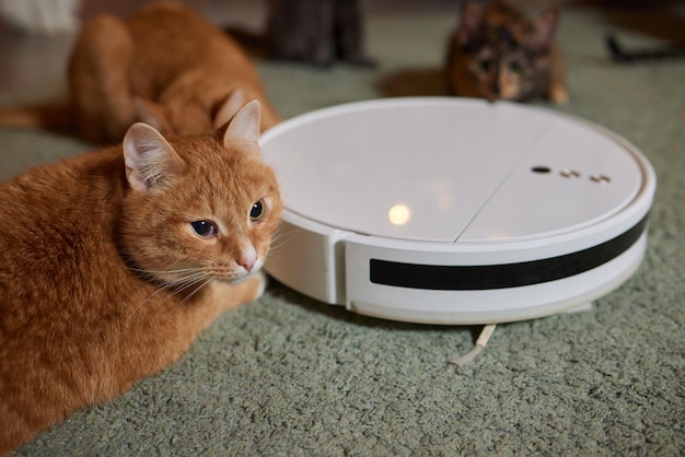 Modern robotic vacuum cleaner and cute cat on floor indoors