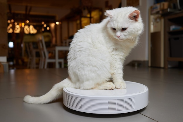 Modern robotic vacuum cleaner and cute cat on floor indoors