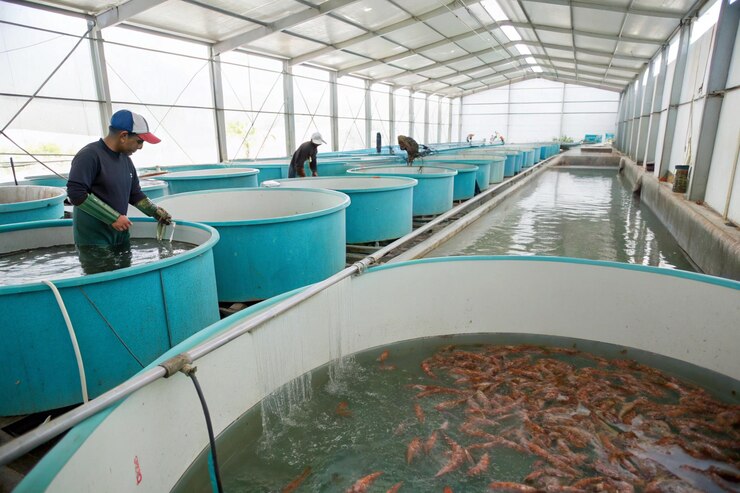 Modern Shrimp Farming Facility