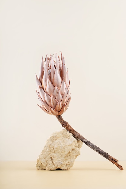 写真 ベージュの背景に乾燥したプロテアの花と石の垂直の現代の静物
