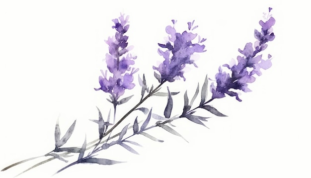 Modern Style Lavender Sprig on White Background in Watercolor Generative AI