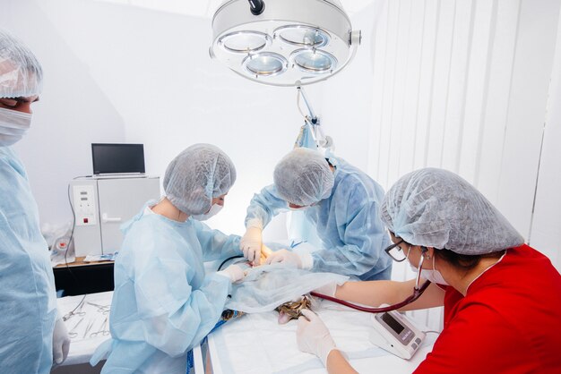 현대 동물 병원에서는 수술대 위의 동물에 대한 수술이 근접하여 수행됩니다. 수의 진료소