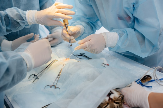 In a modern veterinary clinic, an operation is performed on an animal on the operating table in close-up. Veterinary clinic.